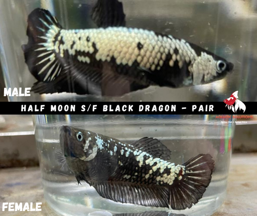 Pair - Half Moon S/F Black Dragon 4-4.5cm