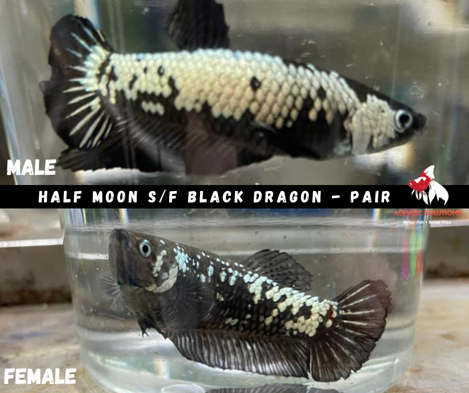 Pair - Half Moon S/F Black Dragon 4-4.5cm