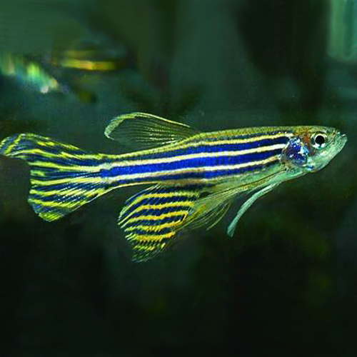 Zebra Danio - Longfin (Local) M 3-4