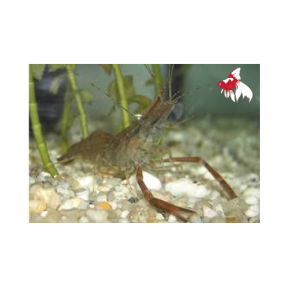 Long Arm Shrimp L-6