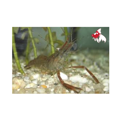 Long Arm Shrimp M-4