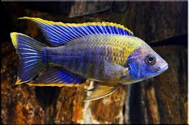 Lwanda Peacock ML-7 (3 ONLY!)