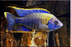 Lwanda Peacock ML-7 (3 ONLY!)