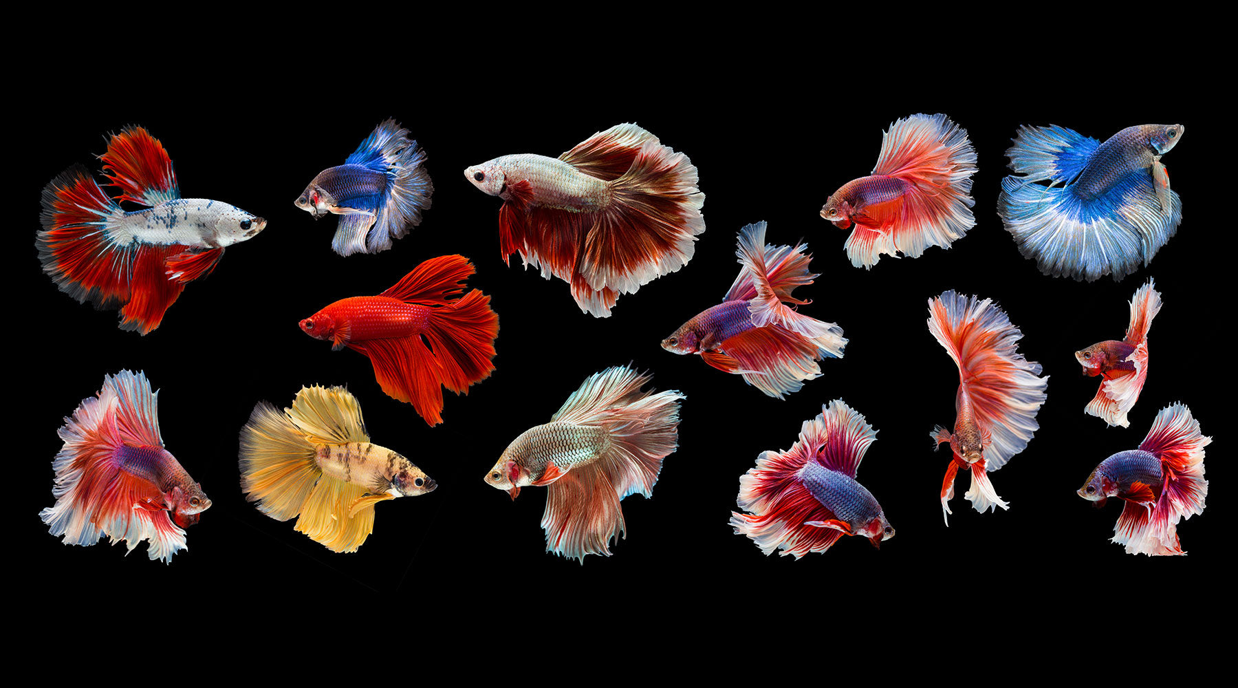 Aquatic Solutions | Wholesale Ornamental Fish and Aquarium Supplier ...