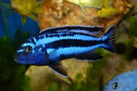 Mel. maingano (Local) Bulk 30+ M-5