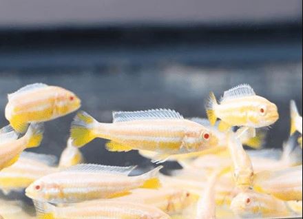 Mel. auratus - Albino (Import) ML-6 (Nice!) (Limited Numbers!)
