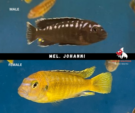 Mel. johanni (Local) M-5