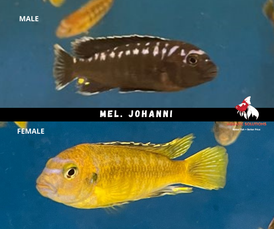 Mel. johanni (Local) M-5