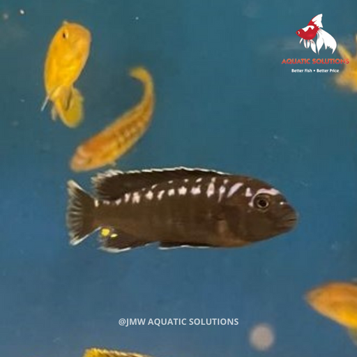 Mel. johanni (Local) - Male L-7