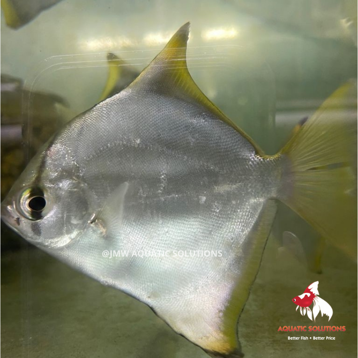 Mono. argenteus (Import) L-7 (Nice!) (1 ONLY!)