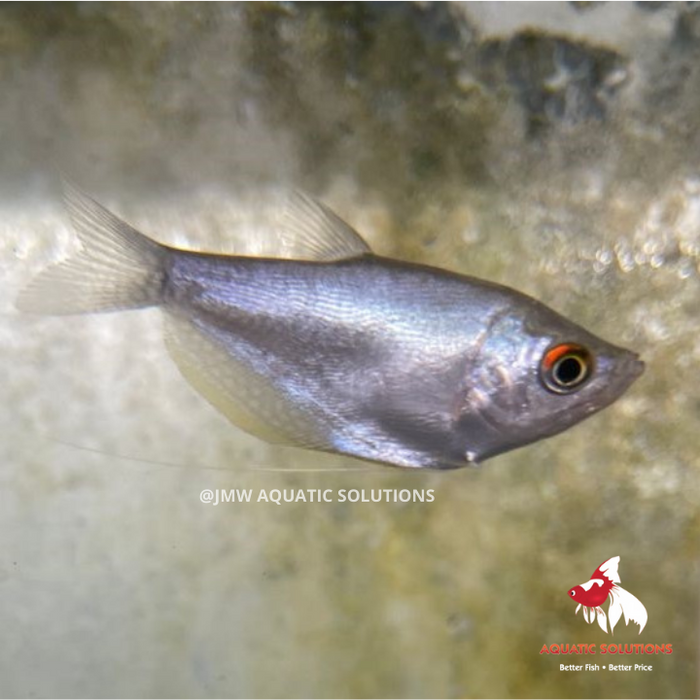 Moonlight Gourami (Local) Bulk 50+ M-5