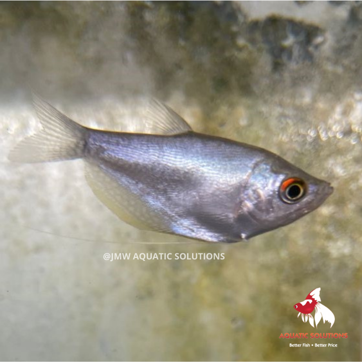 Moonlight Gourami (Local) S-4