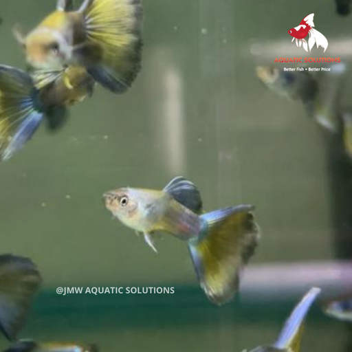 Blue Moscow Guppy - Male M-3.5