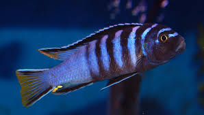 Ps. mphanga (Local) M-5