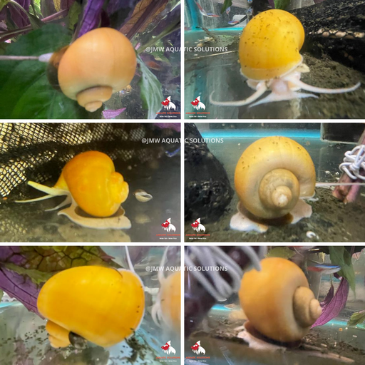 Mystery Snail - Gold (Local) SD-6 (Show!)