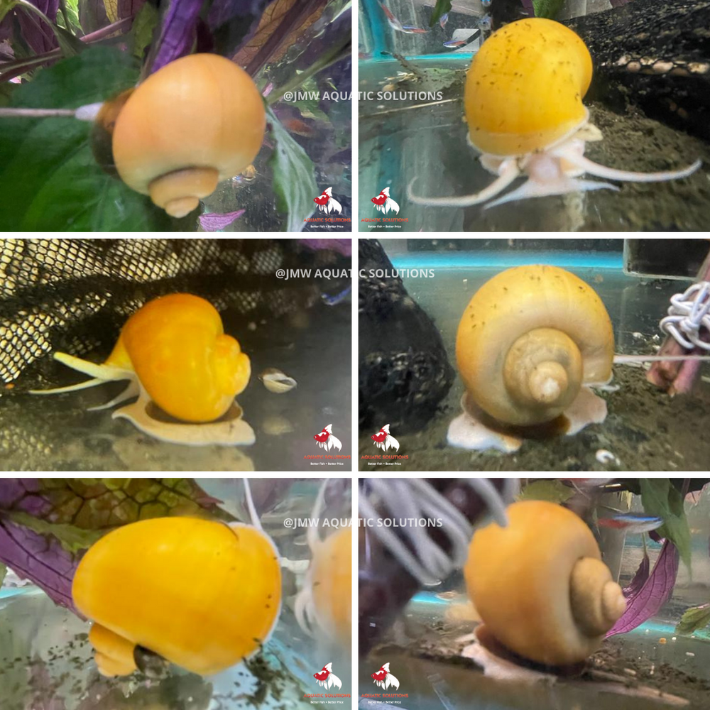 Mystery Snail - Gold (Local) M (Size 20cent coin)