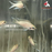 Neo. brichardi (Import) L-5.5 (Limited Numbers!)
