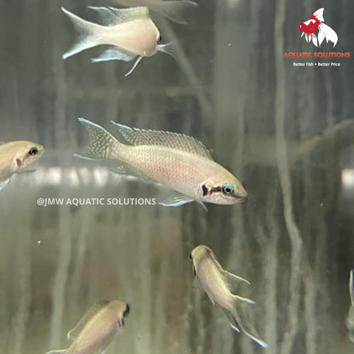 Neo. brichardi (Import) ML-4.5