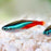 Neon Tetra (Local) Bulk 200+ M-1.5