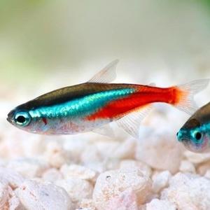 Neon Tetra (Local) M-1.5