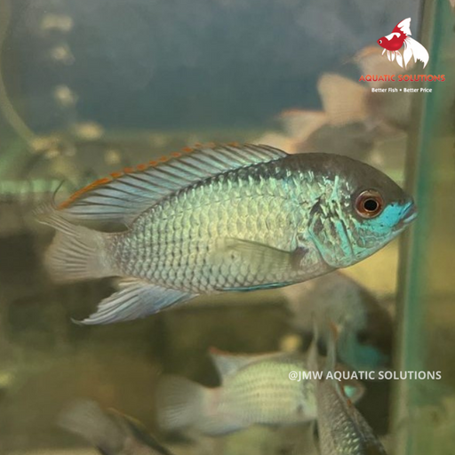 Seconds Blue Acara - Neon (Local) L-8 (4 ONLY!)