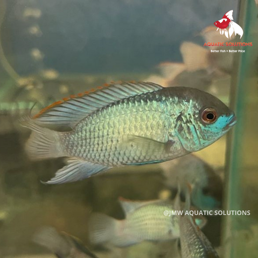 Blue Acara - Neon (Local) XL-9.5 (Show!)