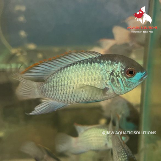 Blue Acara - Neon (Local) L-8 (Show!) (Limited Numbers!)