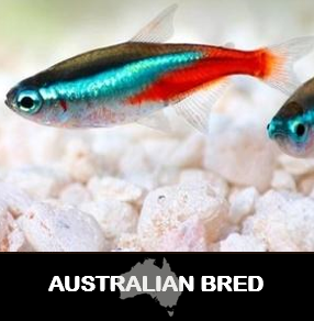 Neon Tetra (Local) Bulk 200+ L-2