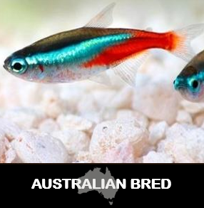 Neon Tetra (Local) XXL-3 (Show!) (Limited Numbers!)