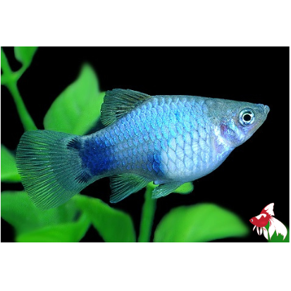 Neon Blue Platy (Local) ML-4.5