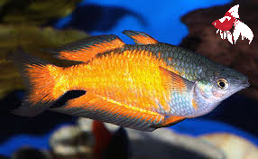 Parkinsoni Rainbow - Orange M-5 (Nice!)