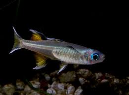 Blue Eyes - Pacific (Local) XL-5.5 (Show!)