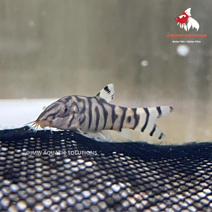 Pakistani Loach Bulk 50+ M-4