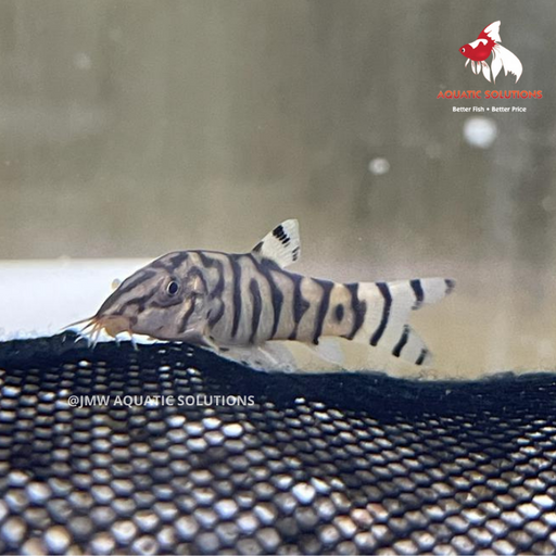 Pakistani Loach ML-5 (Nice!)