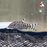 Pakistani Loach Bulk 50+ L-6.5 (Show!)