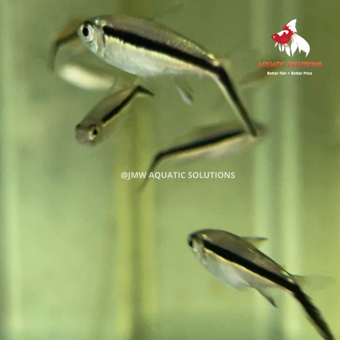 Penguin Tetra M 3-4