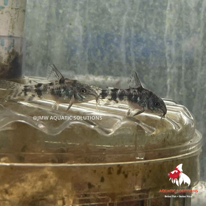 Corydoras - Peppered (Local) ML-4 (Limited Numbers!)