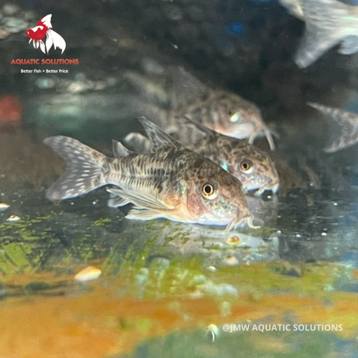 Corydoras - Peppered (Import) Bulk 50+ ML-4