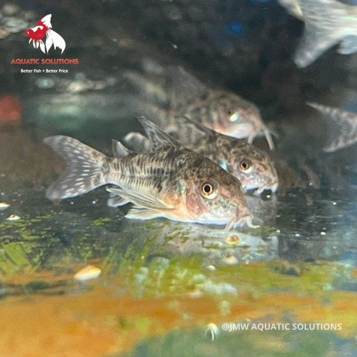 Corydoras - Peppered (Import) Bulk 50+ M 3-3.5