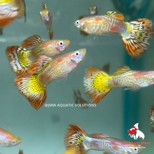 Pineapple Cobra Guppy - Male M-4