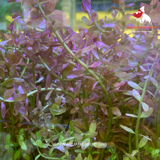 Bacopa (Local) Bunch