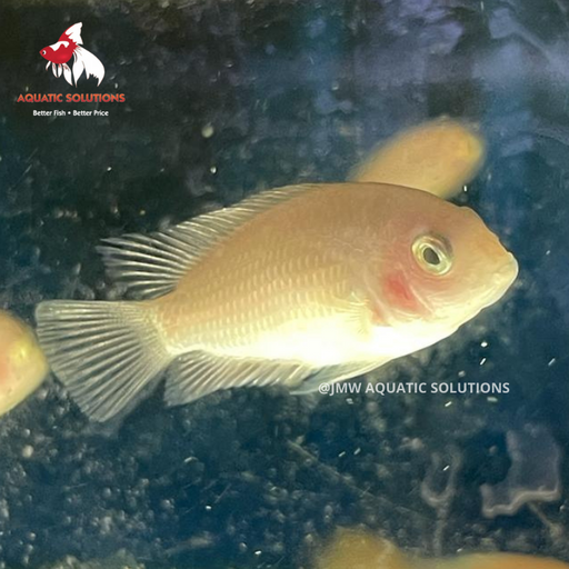 Convict - Pink (Local) M-4.5