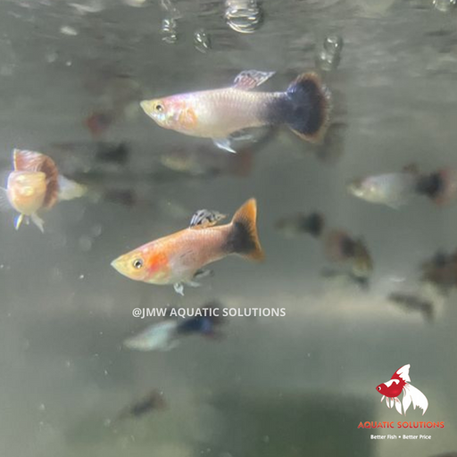 Pink Rose Guppy - Male M-4