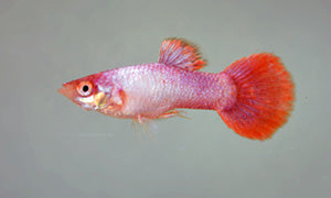 Pink Tuxedo Guppy - Male M-3.5