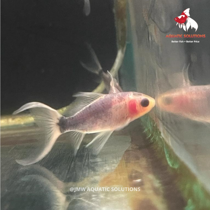 Pinkie Goldfish (Local) S-5