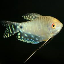 Platinum Gourami (Local) M-5 (Limited Numbers!)
