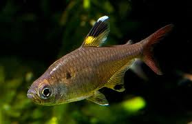 Pristella Tetra M 2-3