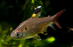 Pristella Tetra M 2-3