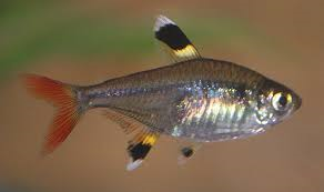 Pristella Tetra M 2-3
