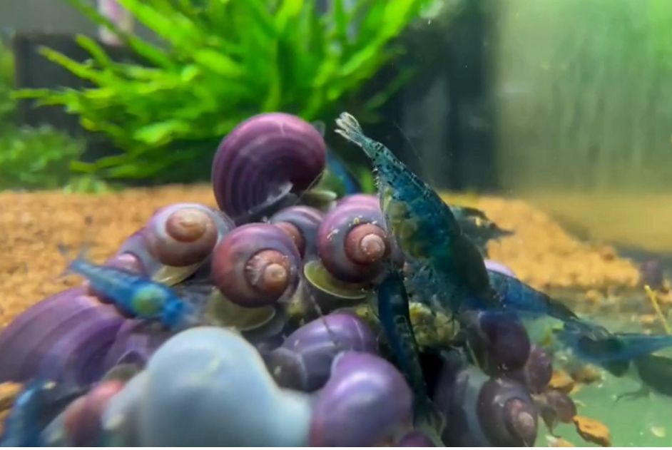 Mystery Snail - Purple L